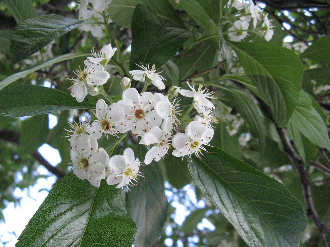 Crataegus × lavallei