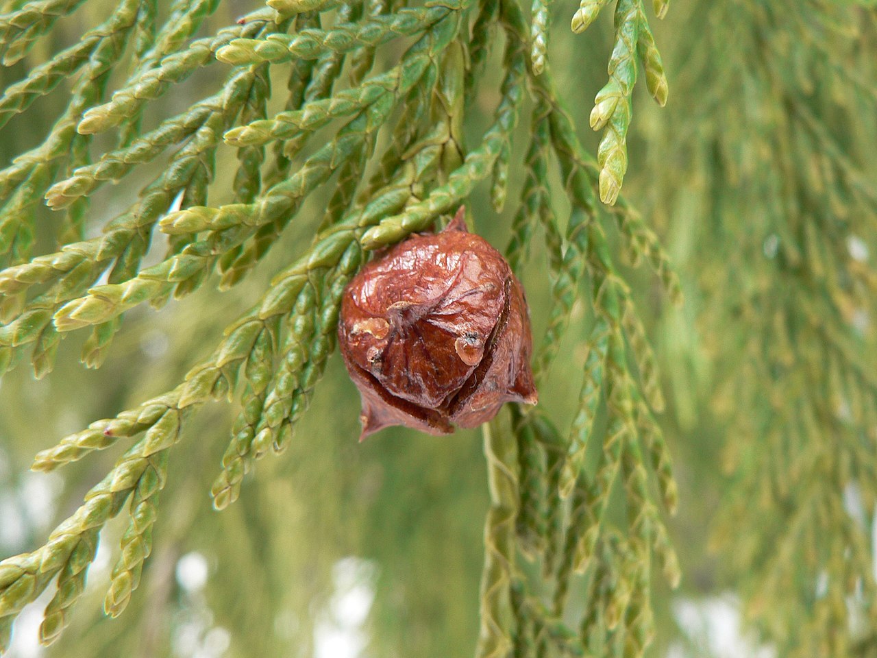 Cupressus nootkatensis
