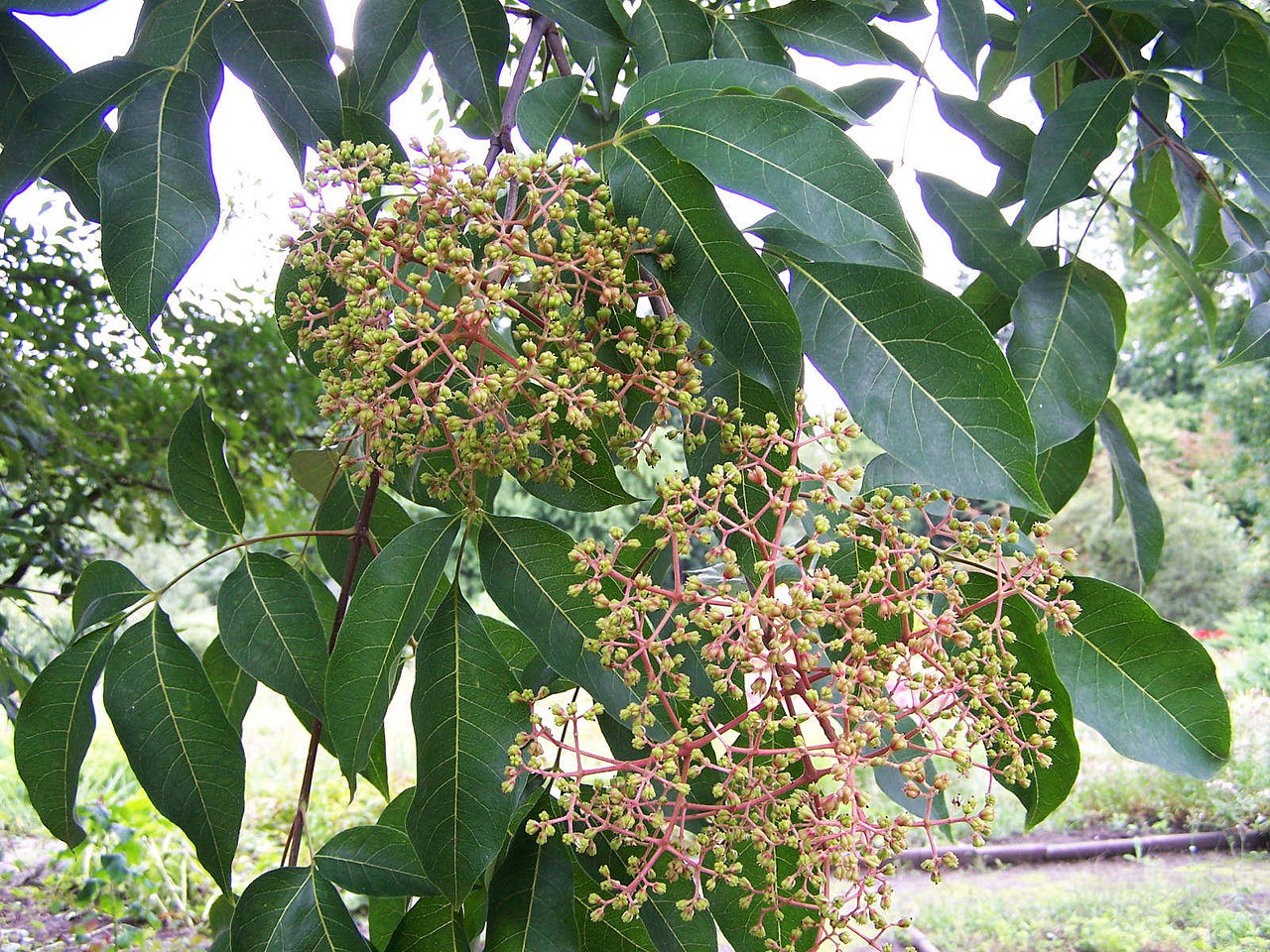 Euodia hupehensis
