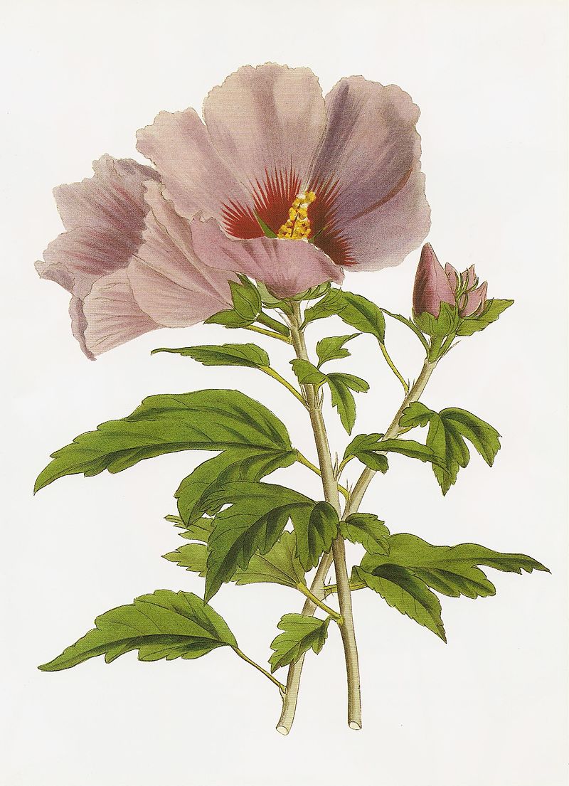 Hibiscus syriacus