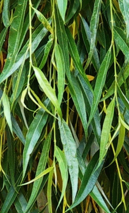 Salix matsudana