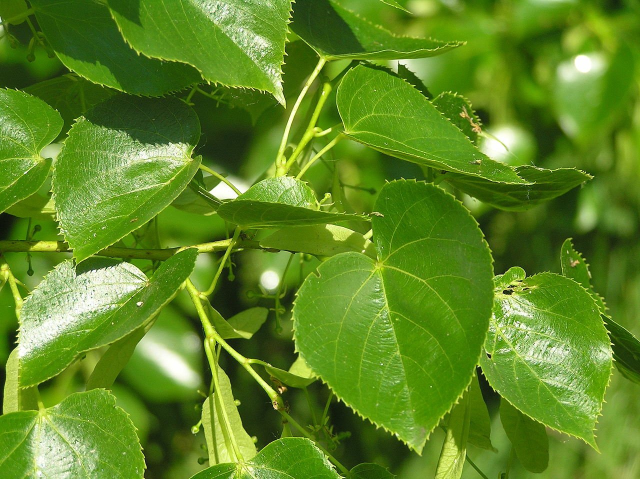 Tilia × euchlora